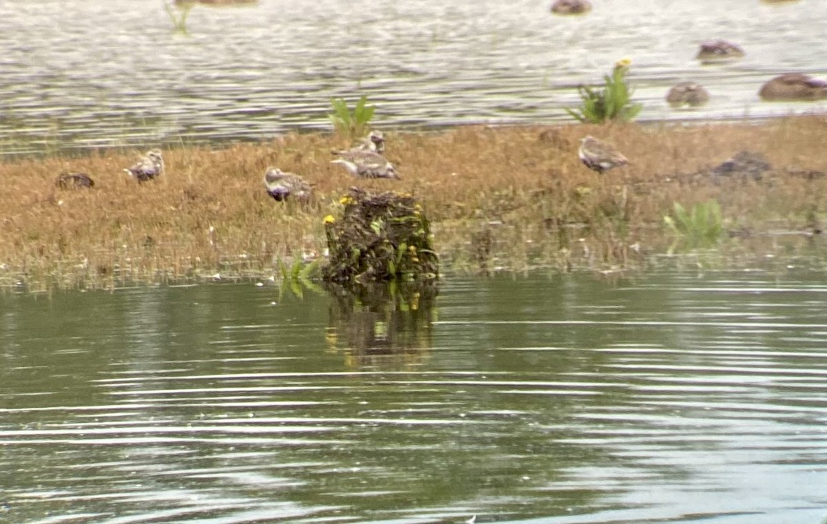Black-bellied Plover - ML641089166