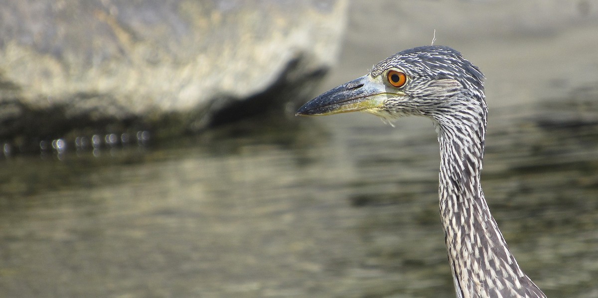 Yellow-crowned Night Heron - ML641089170