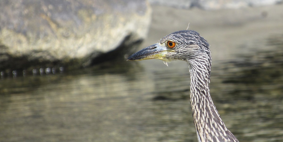 Yellow-crowned Night Heron - ML641089171