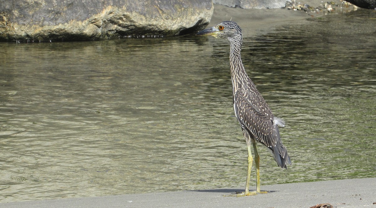 Yellow-crowned Night Heron - ML641089172