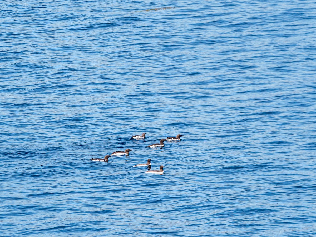 Common Murre - ML641089179