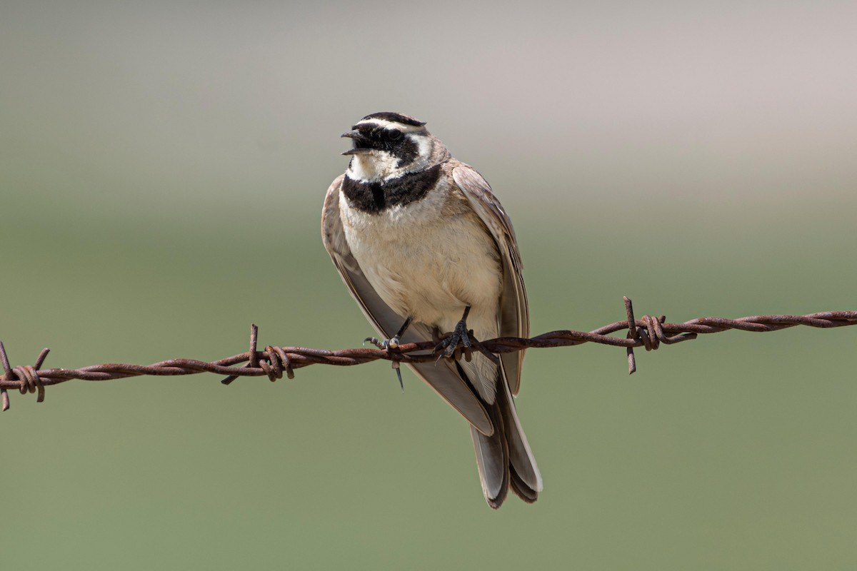 Horned Lark - ML641089185