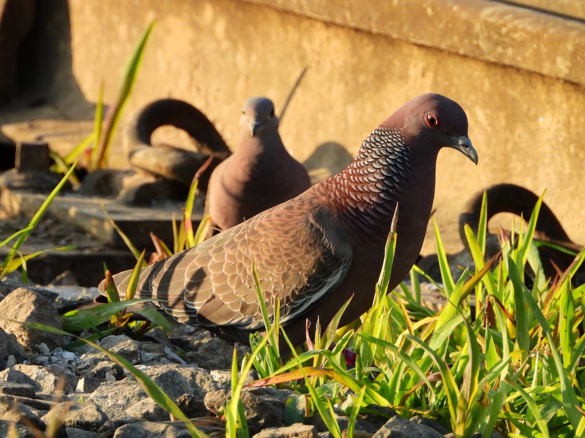 Picazuro Pigeon - ML641089188