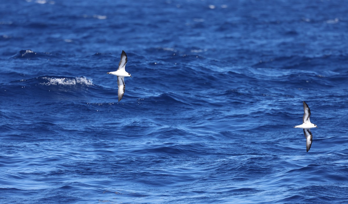 Black-capped Petrel - ML641089192