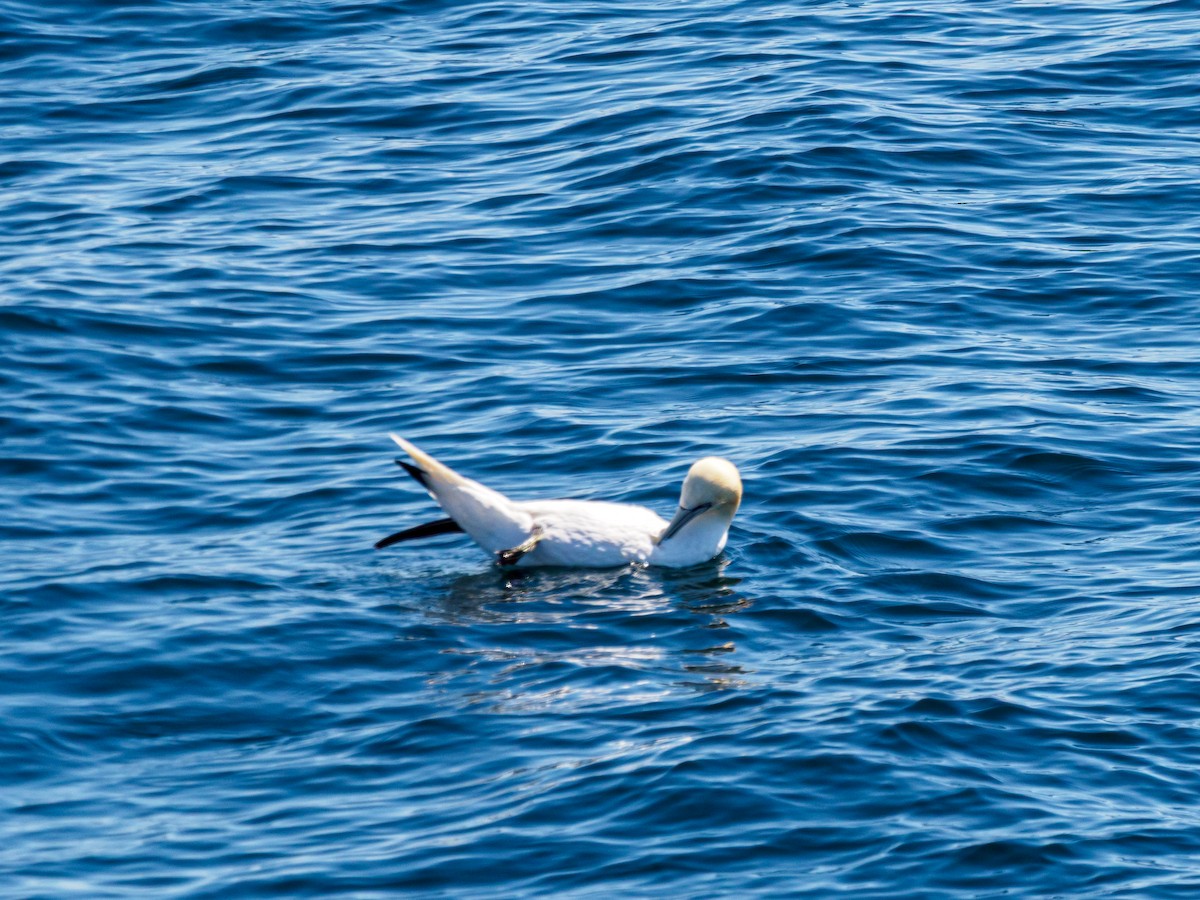 Northern Gannet - ML641089194