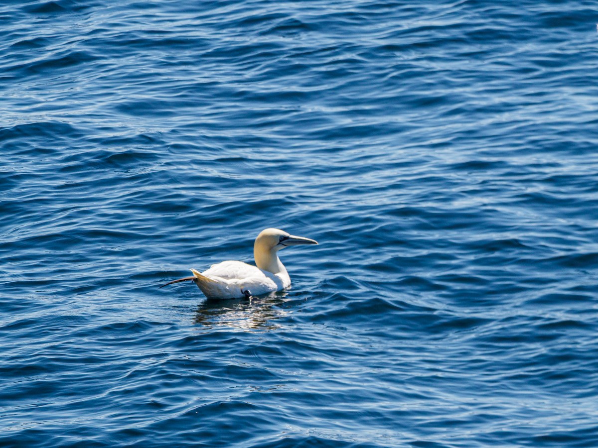 Northern Gannet - ML641089195