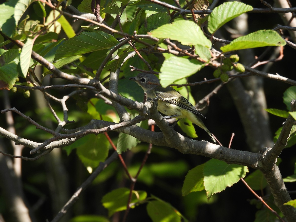 Blue-headed Vireo - ML641089198