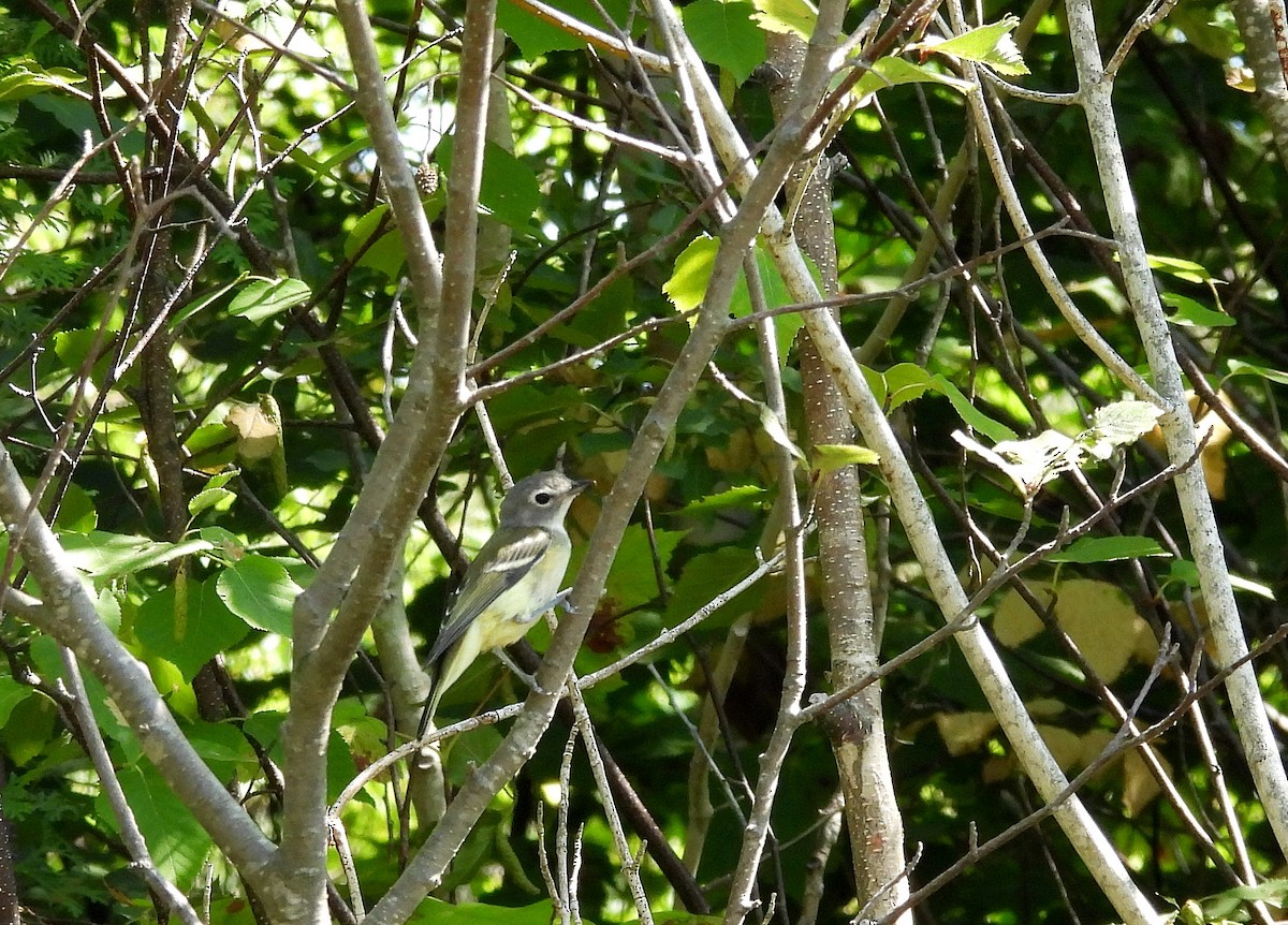 Blue-headed Vireo - ML641089199