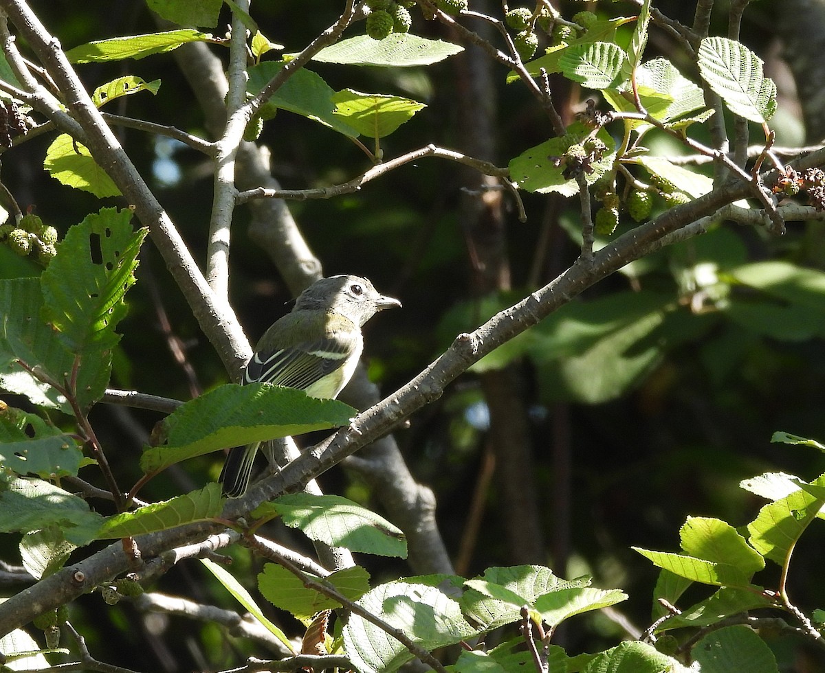 Blue-headed Vireo - ML641089200