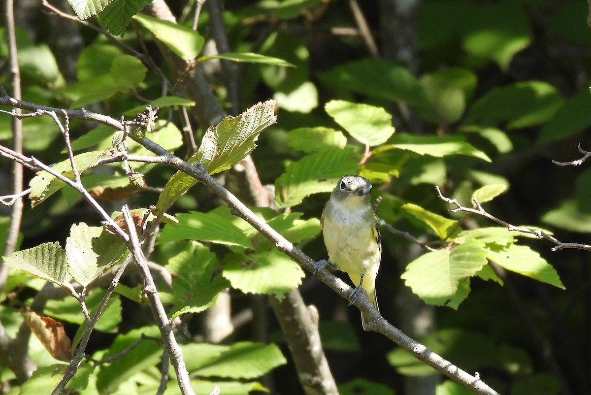 Blue-headed Vireo - ML641089201