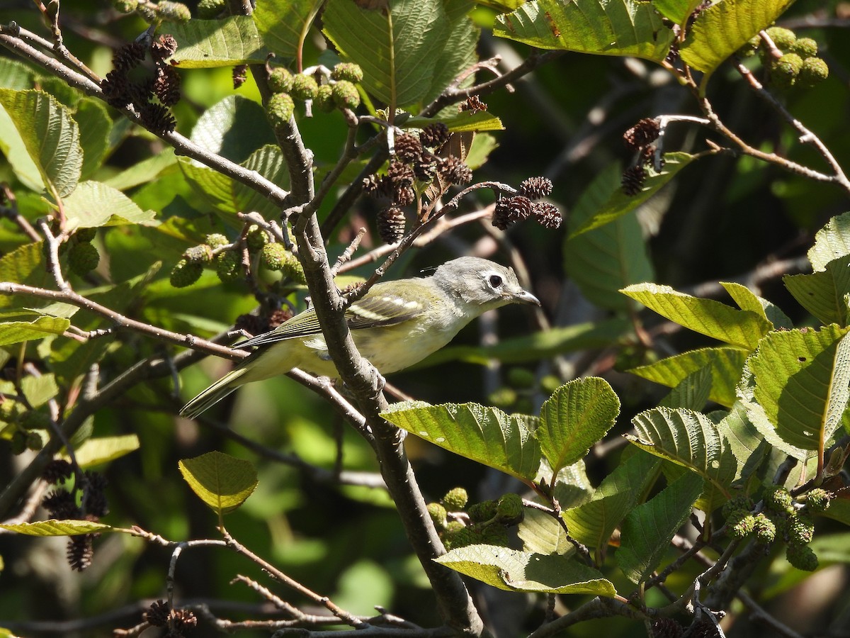 Blue-headed Vireo - ML641089202