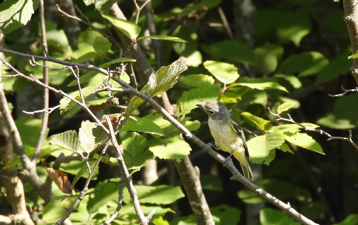 Blue-headed Vireo - ML641089203