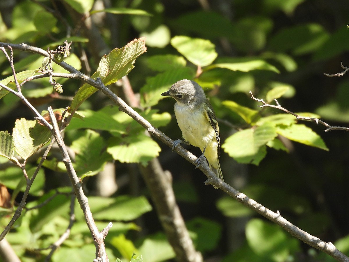 Blue-headed Vireo - ML641089204