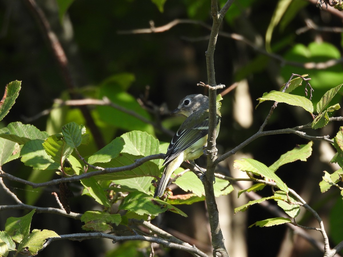 Blue-headed Vireo - ML641089206