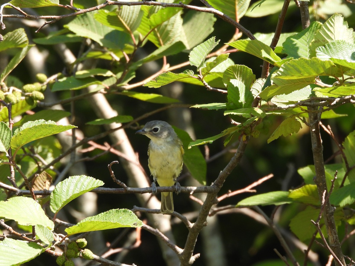 Blue-headed Vireo - ML641089207