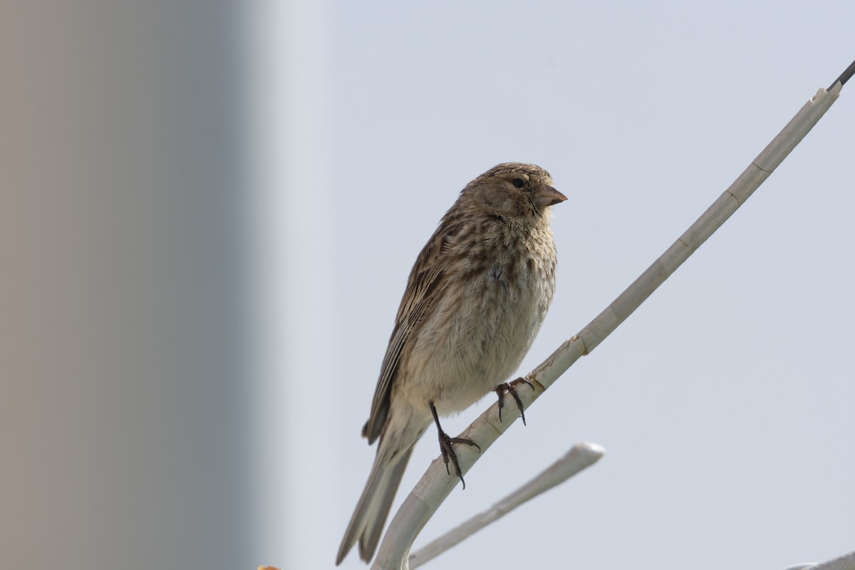 Twite - ML641089213