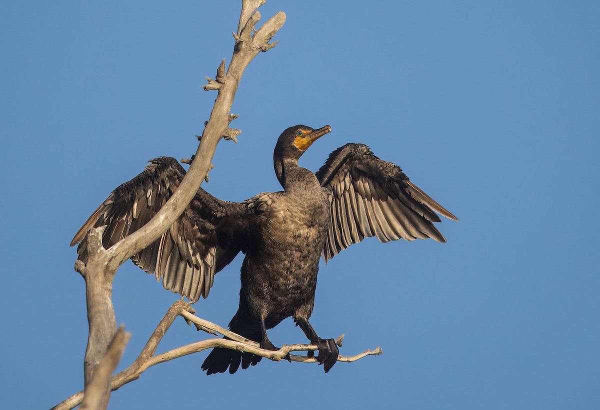Double-crested Cormorant - ML641089215