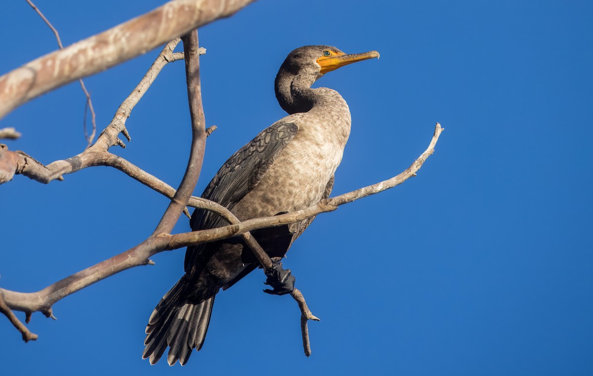 Double-crested Cormorant - ML641089216
