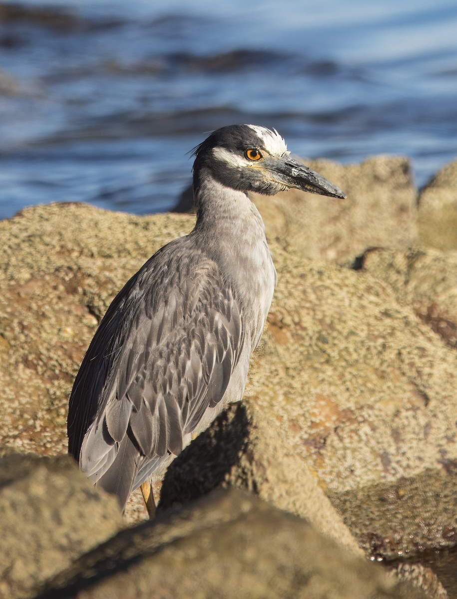 Yellow-crowned Night Heron - ML641089217