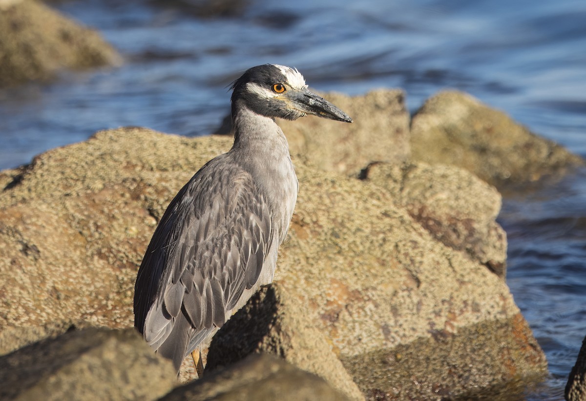 Yellow-crowned Night Heron - ML641089218