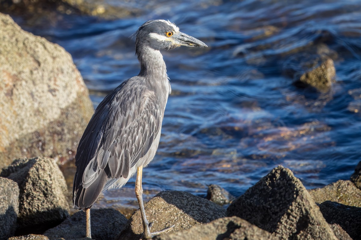 Yellow-crowned Night Heron - ML641089220