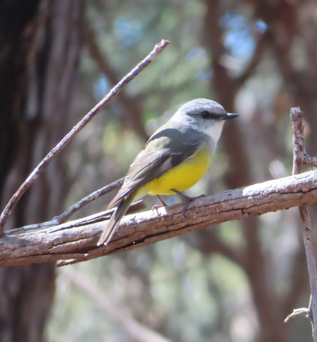 Western Yellow Robin - ML641089227