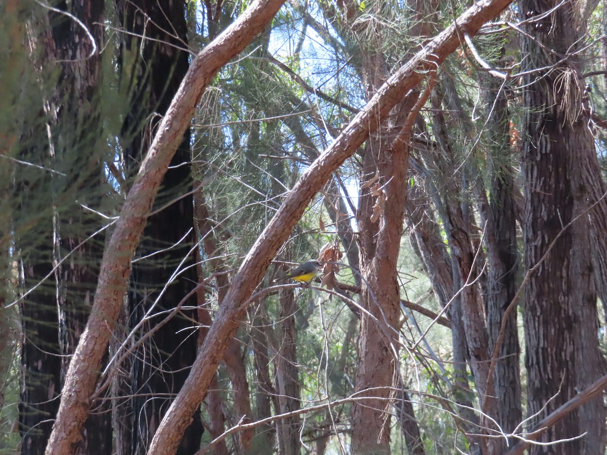 Western Yellow Robin - ML641089231