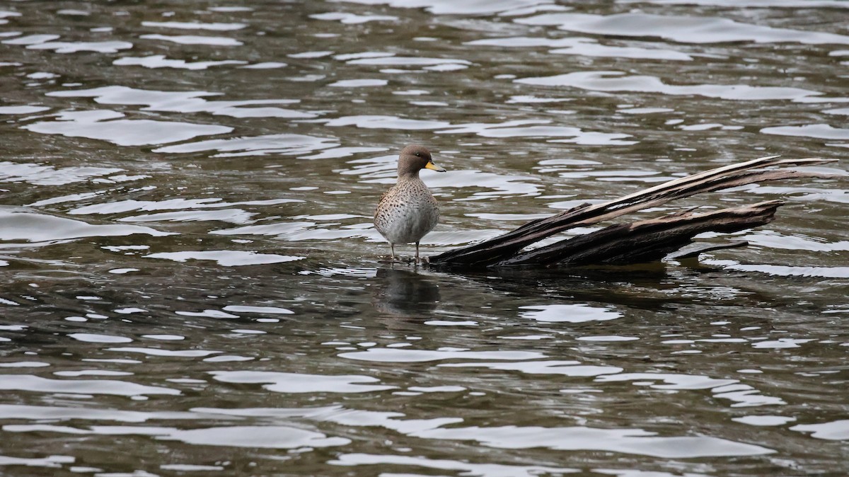 Yellow-billed Teal - ML641089248