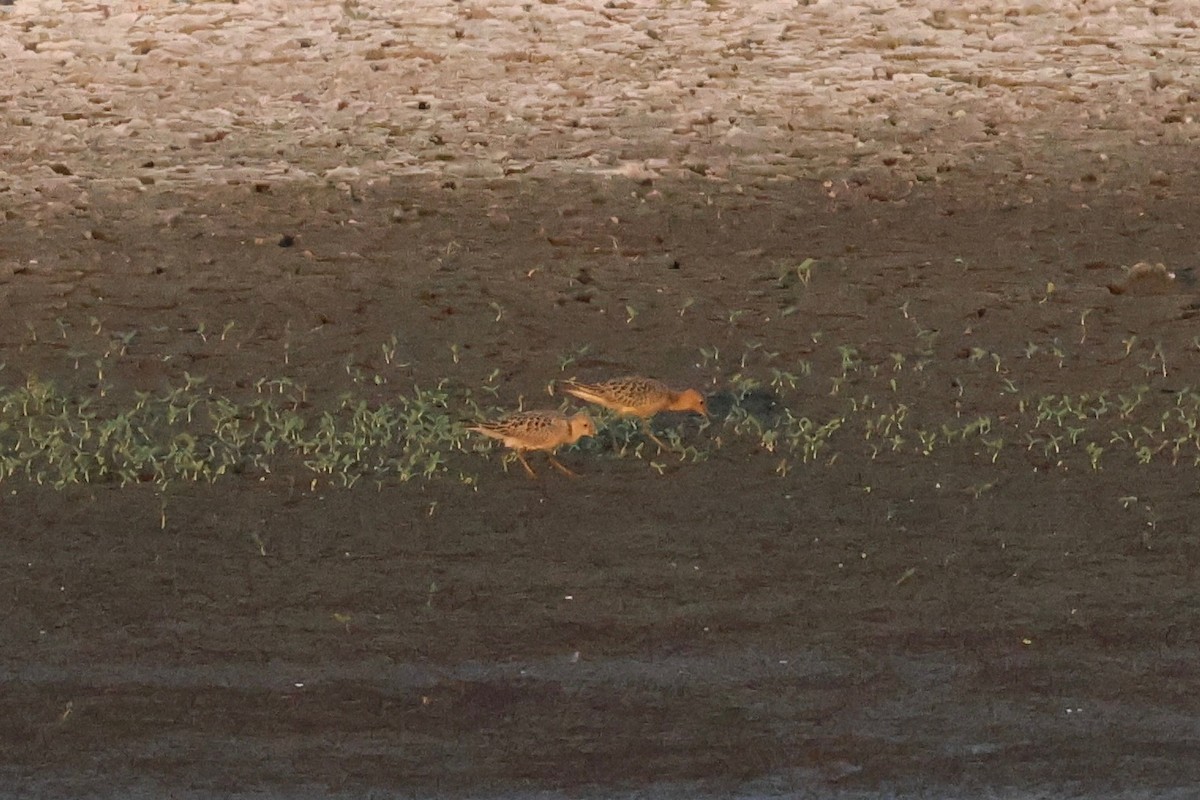 Buff-breasted Sandpiper - ML641089259