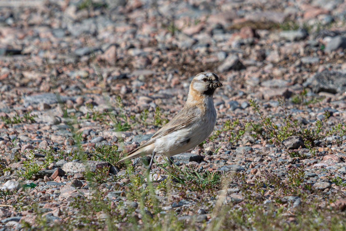 Blanford's Snowfinch - ML641089262
