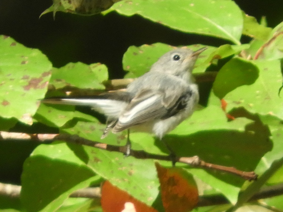Blue-gray Gnatcatcher - ML641089275