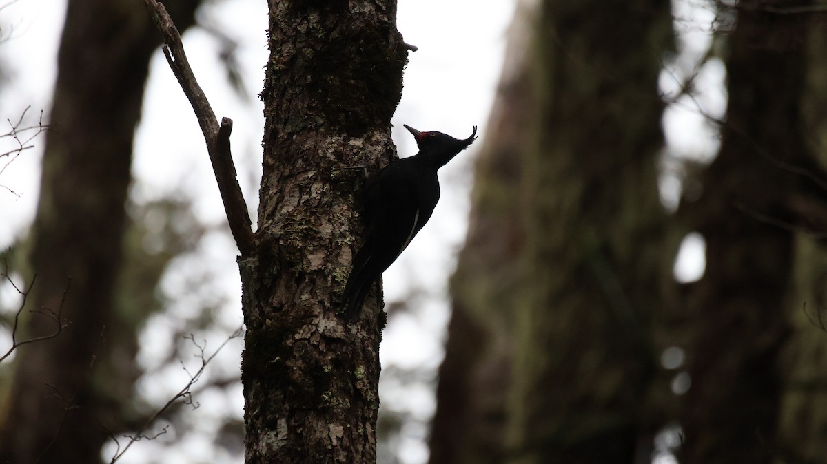 Magellanic Woodpecker - ML641089286