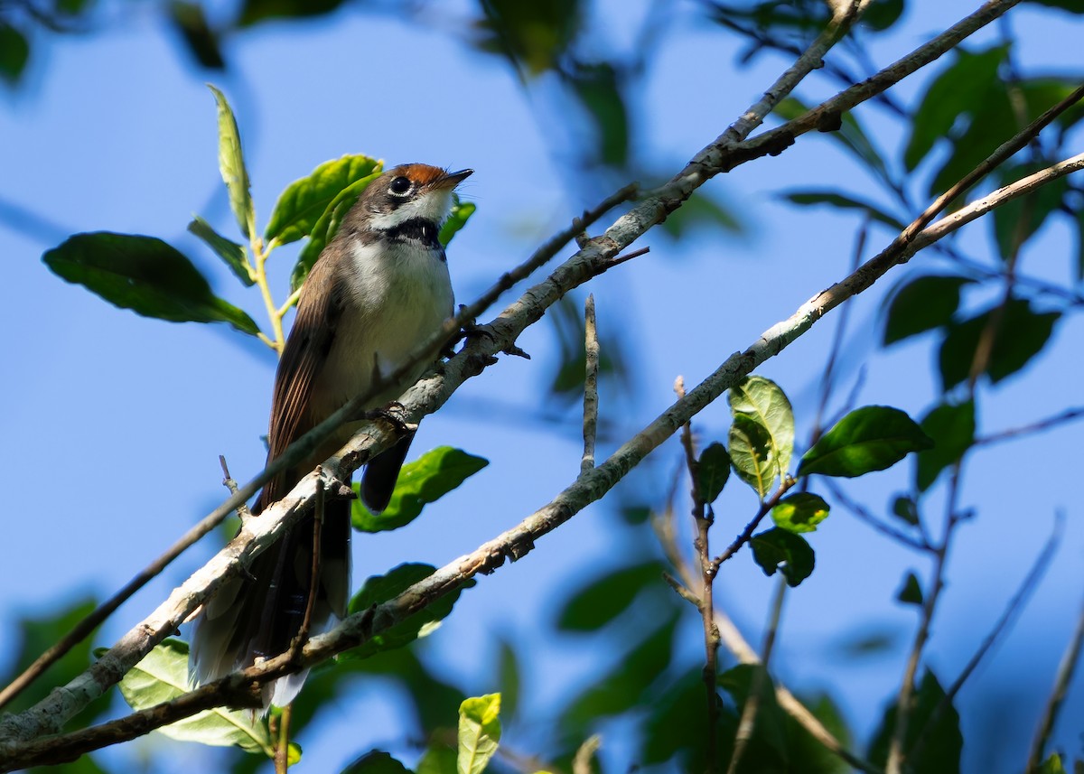 Supertramp Fantail (Lesser Sundas) - ML641089304