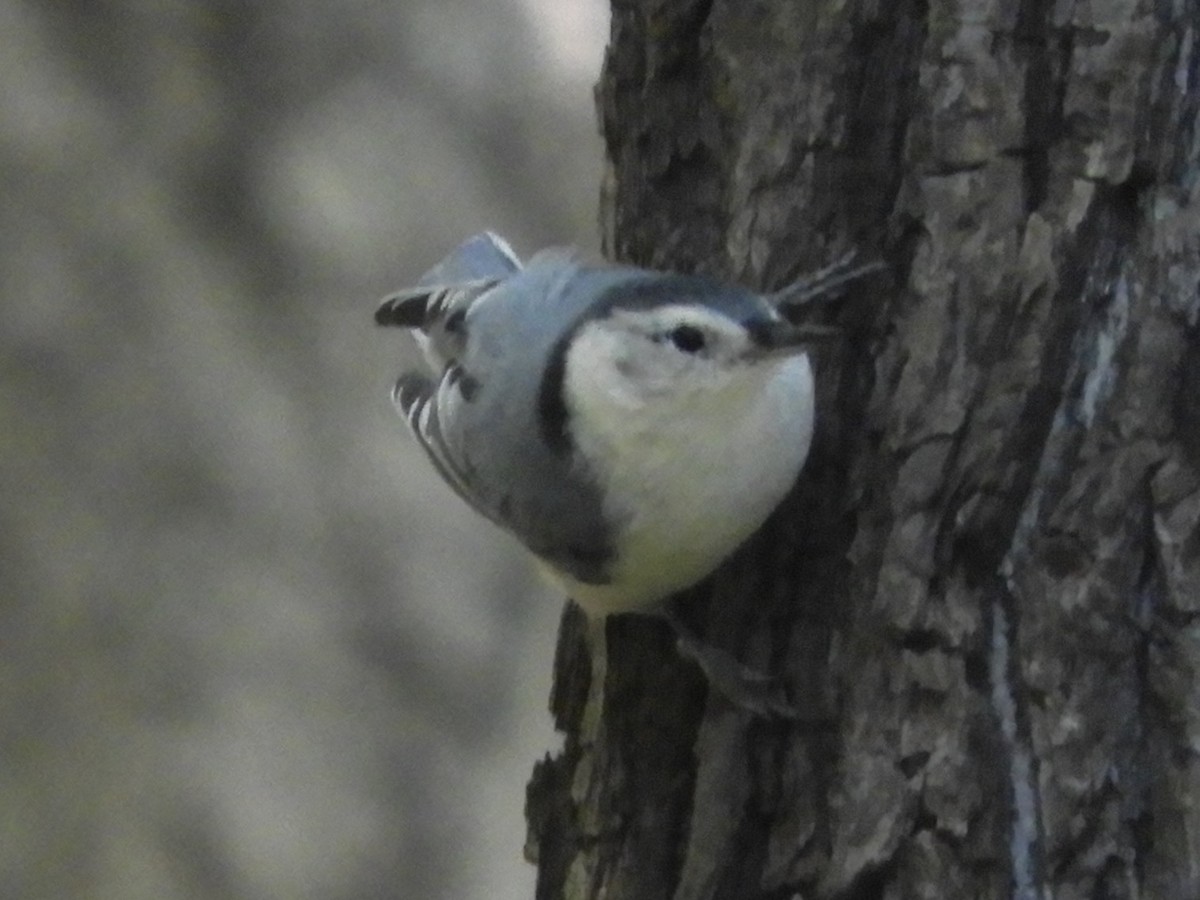 White-breasted Nuthatch - ML641089315