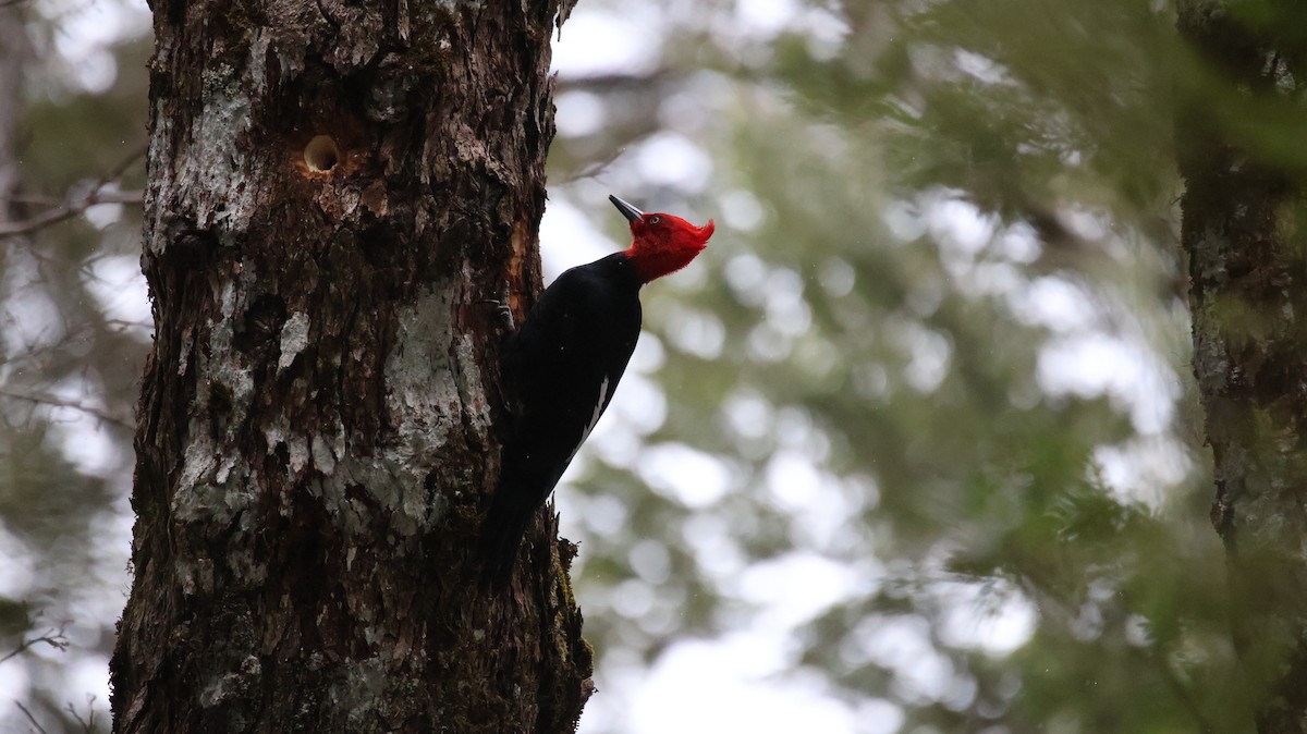 Magellanic Woodpecker - ML641089321