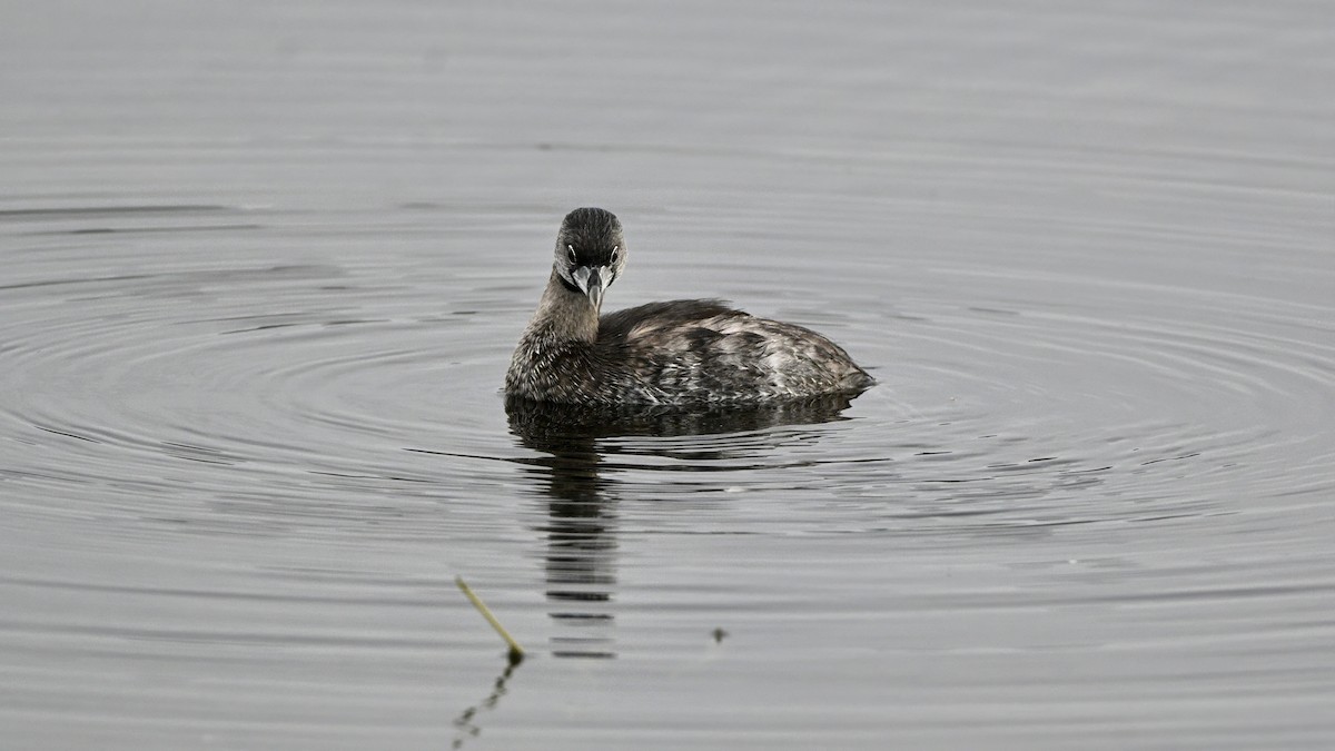 Pied-billed Grebe - ML641089332