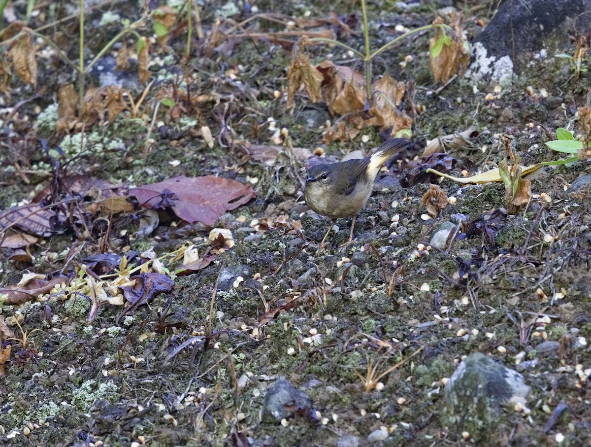 Buff-rumped Warbler - ML641089341