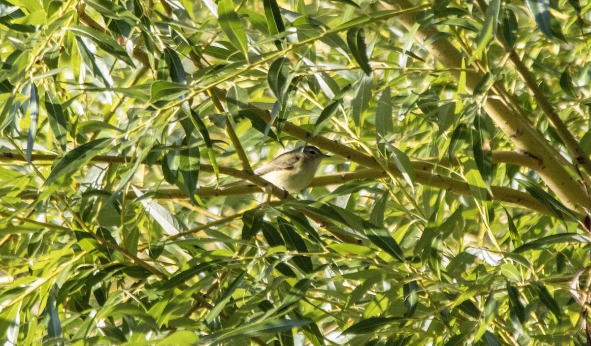 Eastern/Western Warbling Vireo - ML641089361