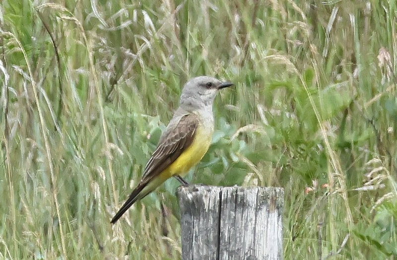 Western Kingbird - ML641089383