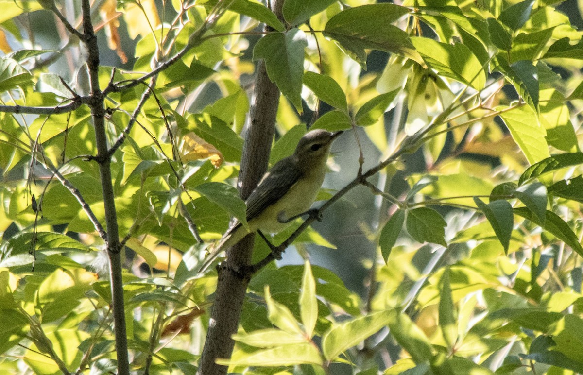 Eastern/Western Warbling Vireo - ML641089398