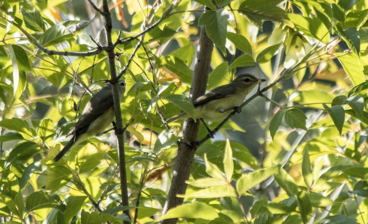 Eastern/Western Warbling Vireo - ML641089399
