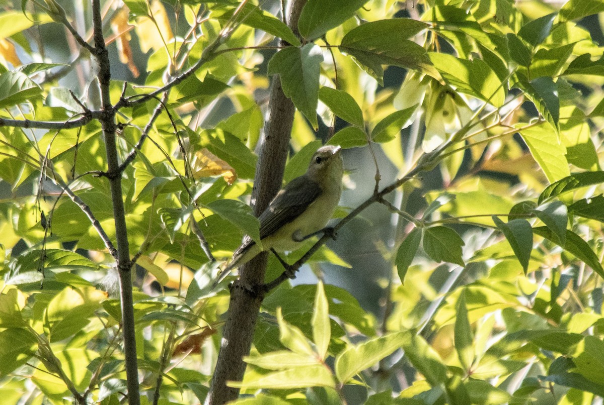 Eastern/Western Warbling Vireo - ML641089400