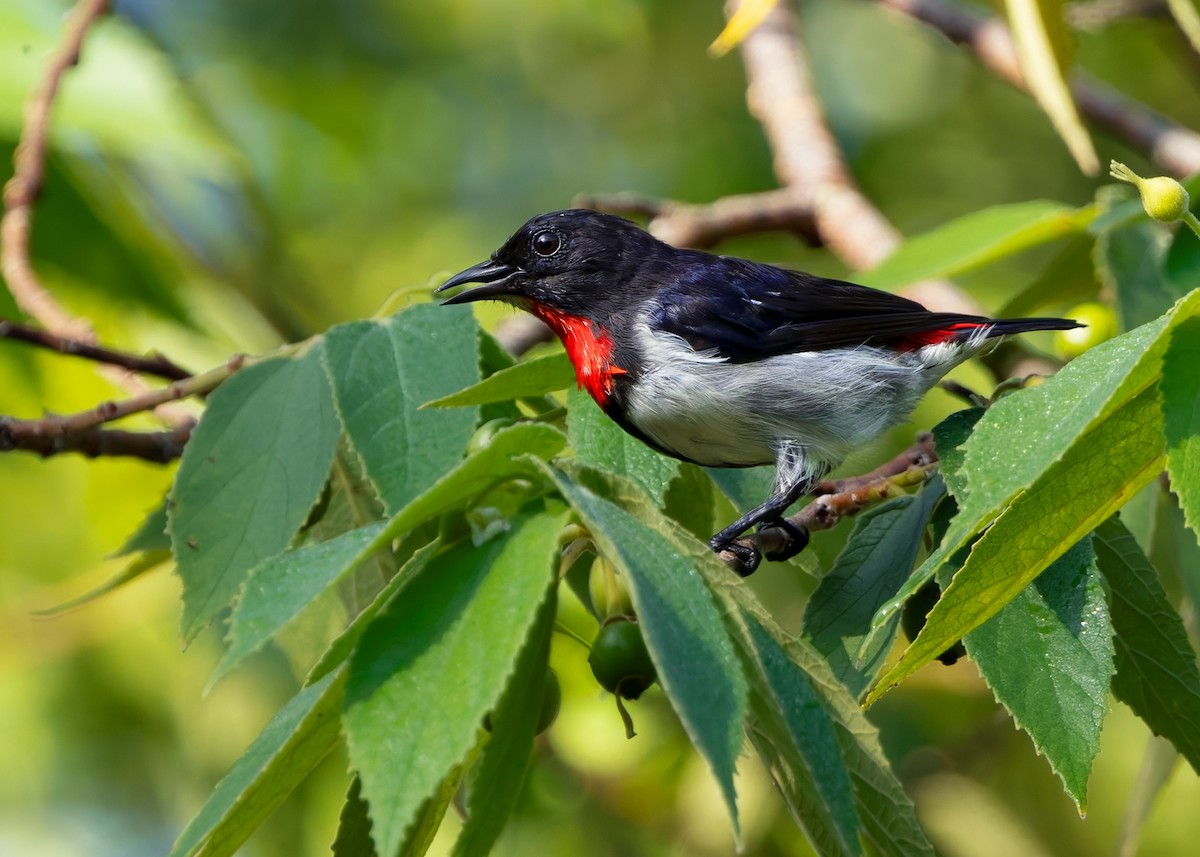Red-chested Flowerpecker - ML641089418