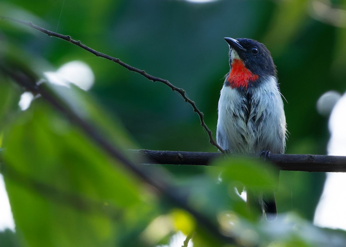 Red-chested Flowerpecker - ML641089420
