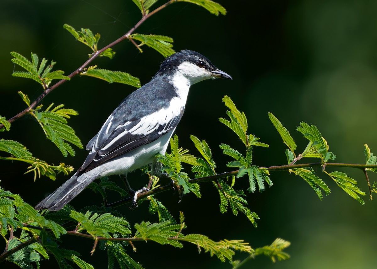 White-shouldered Triller - ML641089435