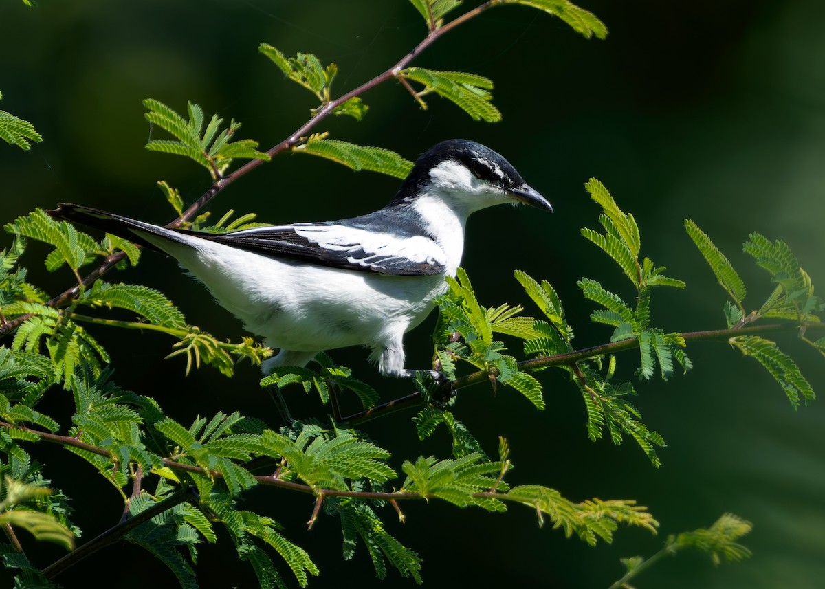 White-shouldered Triller - ML641089436