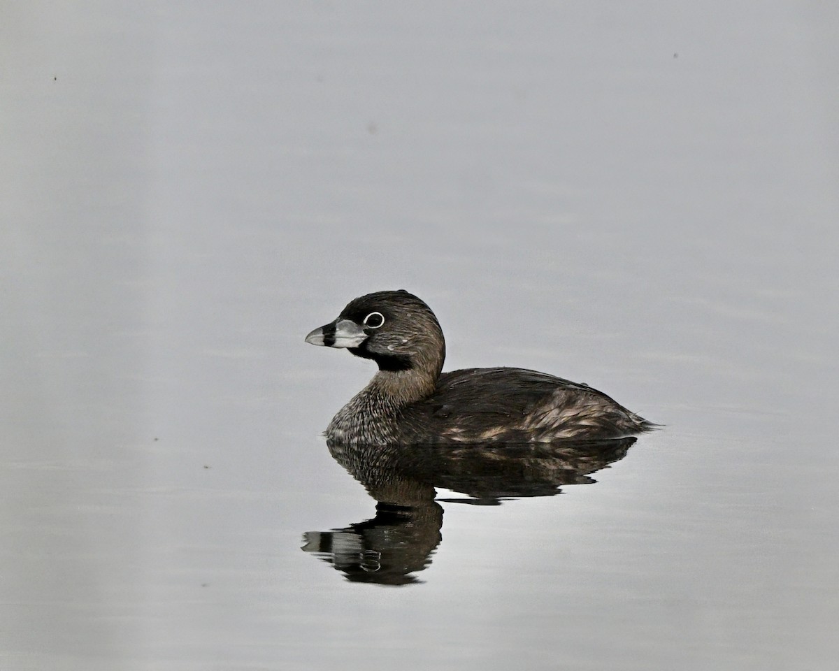 Pied-billed Grebe - ML641089456