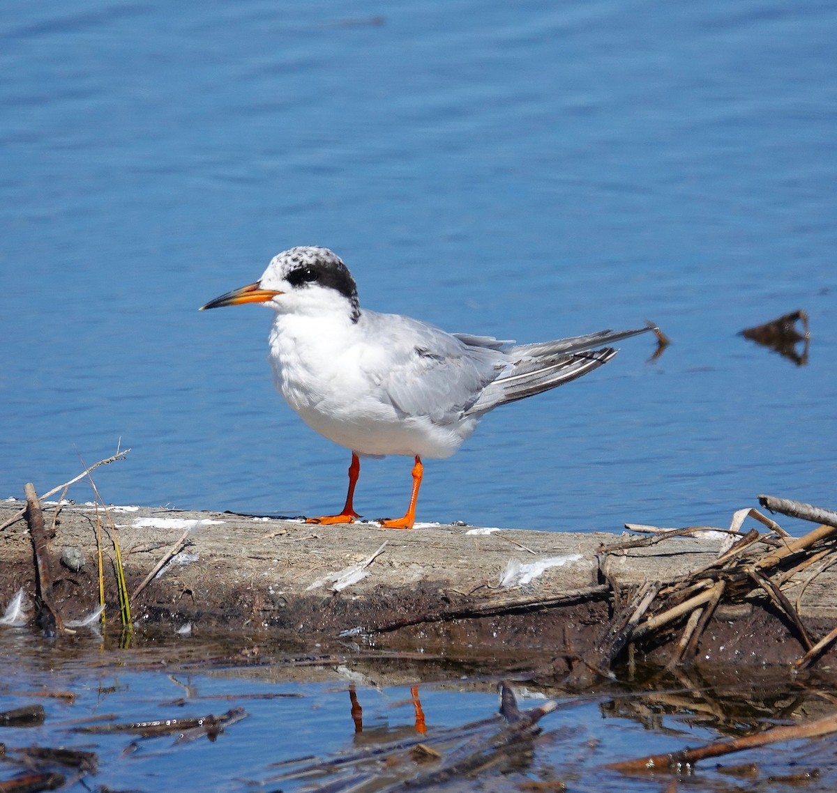 Forster's Tern - ML641089469