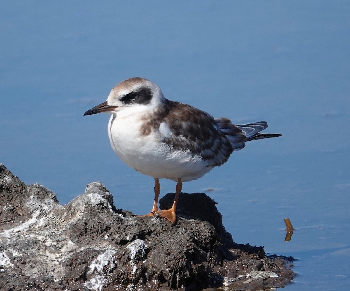 Forster's Tern - ML641089470
