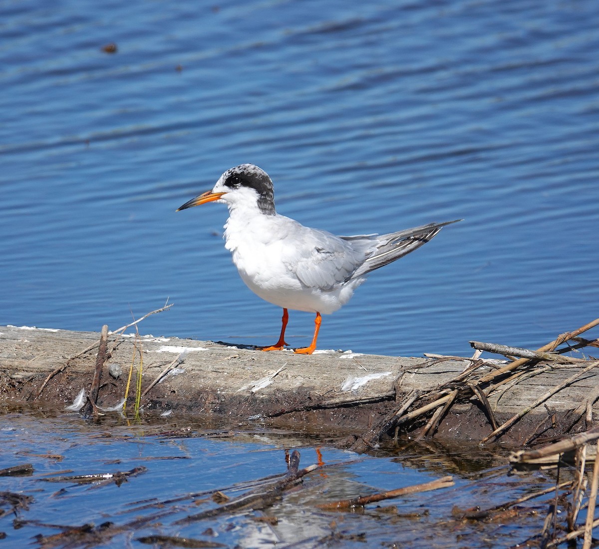 Forster's Tern - ML641089471